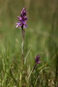 Dactylorhiza traunsteineri