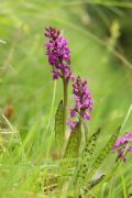 Dactylorhiza lapponica subsp. rhaetica