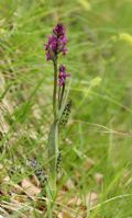 Dactylorhiza lapponica subsp. rhaetica