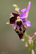 Ophrys dinarica