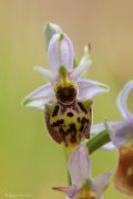 Ophrys dinarica