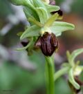 Ophrys classica