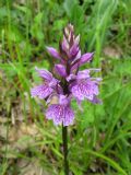 Dactylorhiza maculata subsp. saccifera