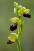 Ophrys iricolor