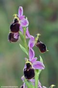 Ophrys panattensis