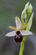 Ophrys exaltata