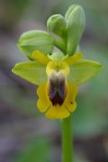 Ophrys lutea