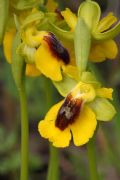 Ophrys lutea