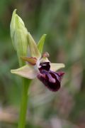 Ophrys incubacea