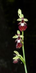 Ophrys insectifera