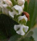 Neotinea lactea (apocromia)