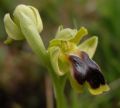 Ophrys laurensis