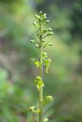 Neottia ovata