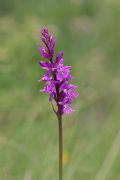 Dactylorhiza maculata subsp. saccifera