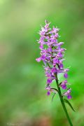 Dactylorhiza maculata subsp. saccifera