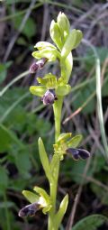 Ophrys mirabilis