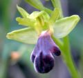 Ophrys mirabilis