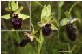 Ophrys incubacea