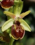 Ophrys massiliensis