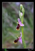 Ophrys lunulata