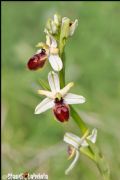 Ophrys exaltata