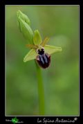 Ophrys incubacea