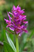 Dactylorhiza sambucina