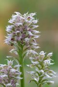 Neotinea lactea