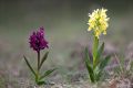 Dactylorhiza sambucina