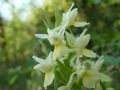 Dactylorhiza insularis