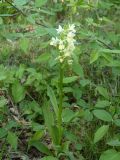 Dactylorhiza insularis