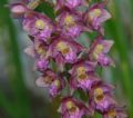 Epipactis atrorubens