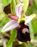 Ophrys exaltata subsp. morisii