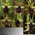 Ophrys incubacea