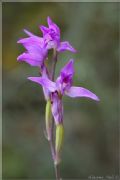 Cephalanthera rubra