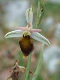 Ophrys crabronifera