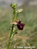 Ophrys incubacea