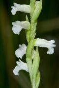 Spiranthes aestivalis