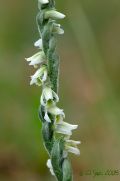 Spiranthes spiralis