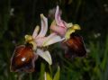 Ophrys exaltata subsp. morisii