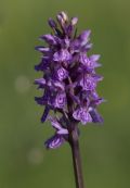 Dactylorhiza maculata