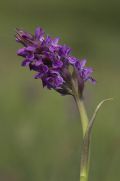 Dactylorhiza incarnata