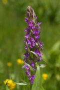 Dactylorhiza incarnata