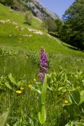 Dactylorhiza incarnata