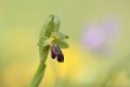 Ophrys funerea