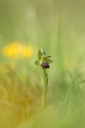 Ophrys funerea