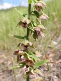 Epipactis helleborine