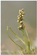 Chamorchis alpina