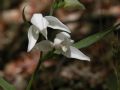 Cephalanthera rubra (apocromia)