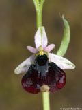 Ophrys chestermanii